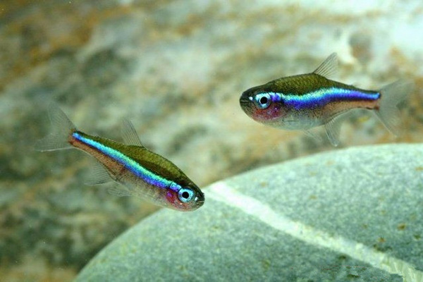 绿莲灯 （Paracheirodon simulans）灯鱼饲养资料，图片