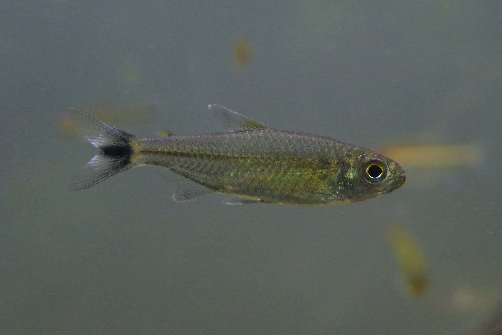 李维斯灯 （Hemigrammus levis）灯鱼饲养资料，图片