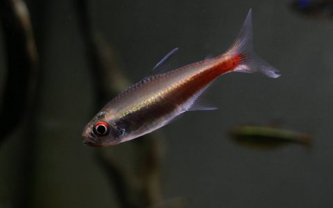 莫妮卡灯 （Moenkhausia monicae）灯鱼饲养资料，图片