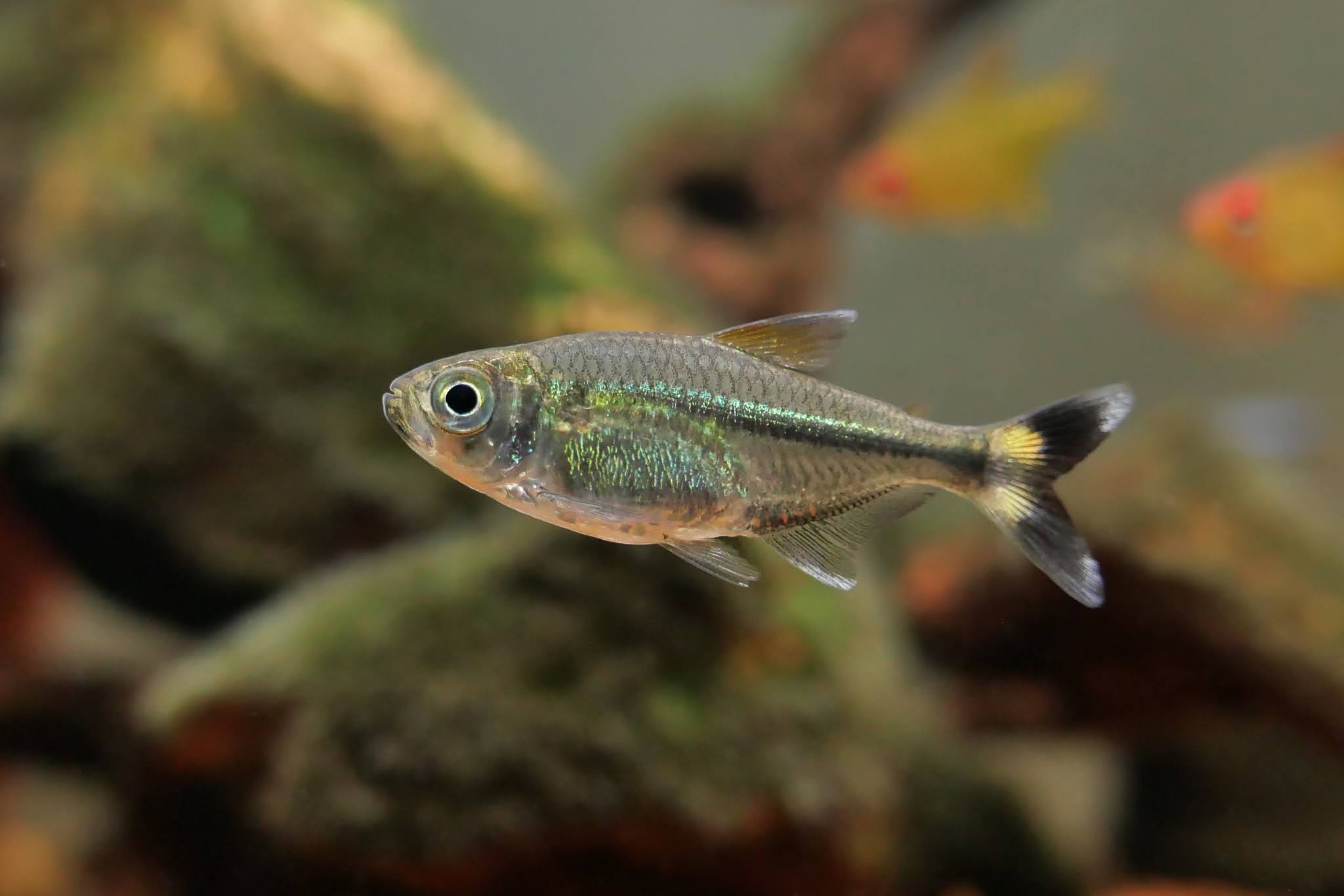 蓝琉璃斑尾灯 （Hemigrammus sp.）灯鱼饲养资料，图片