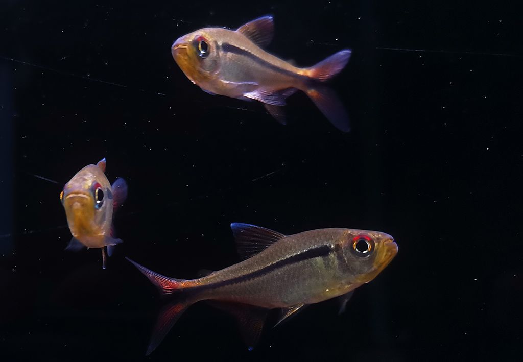 红眼祖鲁亚灯 （Hyphessobrycon chiribiquete）灯鱼饲养资料，图片