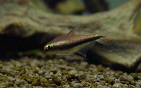 帝王灯 （Nematobrycon palmeri “wild form”）灯鱼饲养资料，图片