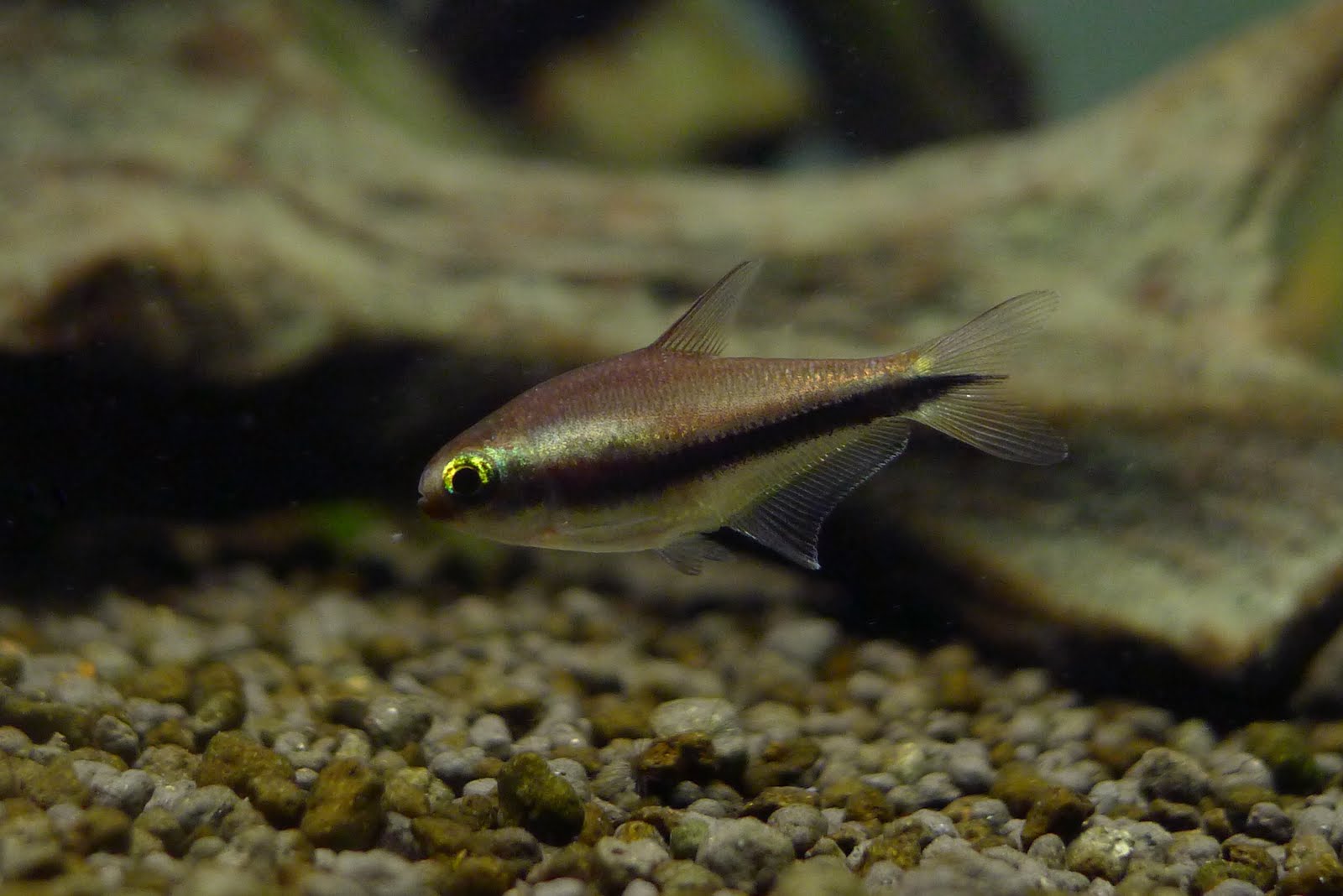 帝王灯 （Nematobrycon palmeri “wild form”）灯鱼饲养资料，图片