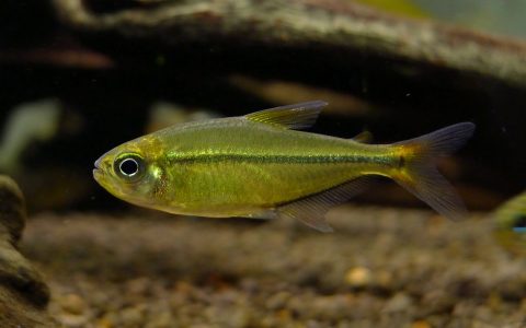 茹鲁巴斯王子灯 （Moenkhausia sp.）灯鱼饲养资料，图片