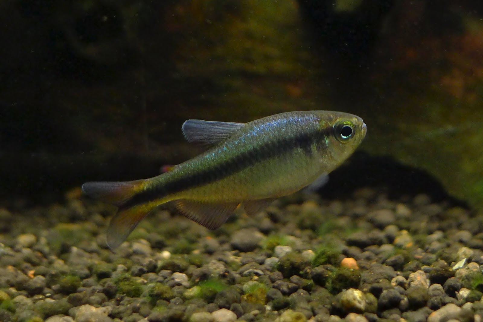 蓝缎带灯二型 （Hyphessobrycon melanostichos）灯鱼饲养资料，图片