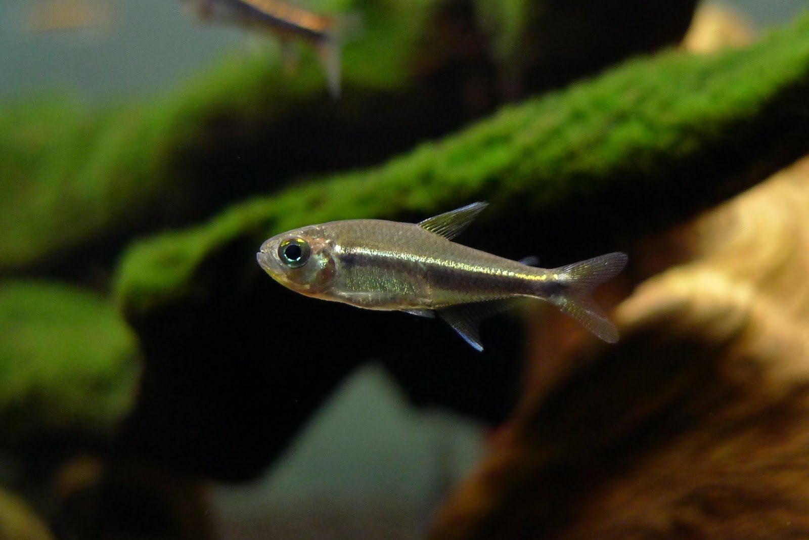 天神黑灯 （Hyphessobrycon sp. “fairy black neon”）灯鱼饲养资料，图片