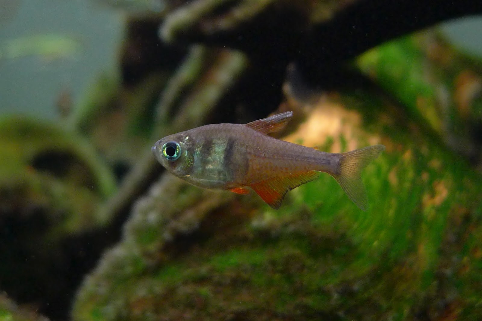 火焰灯 （Hyphessobrycon flammeus）灯鱼饲养资料，图片