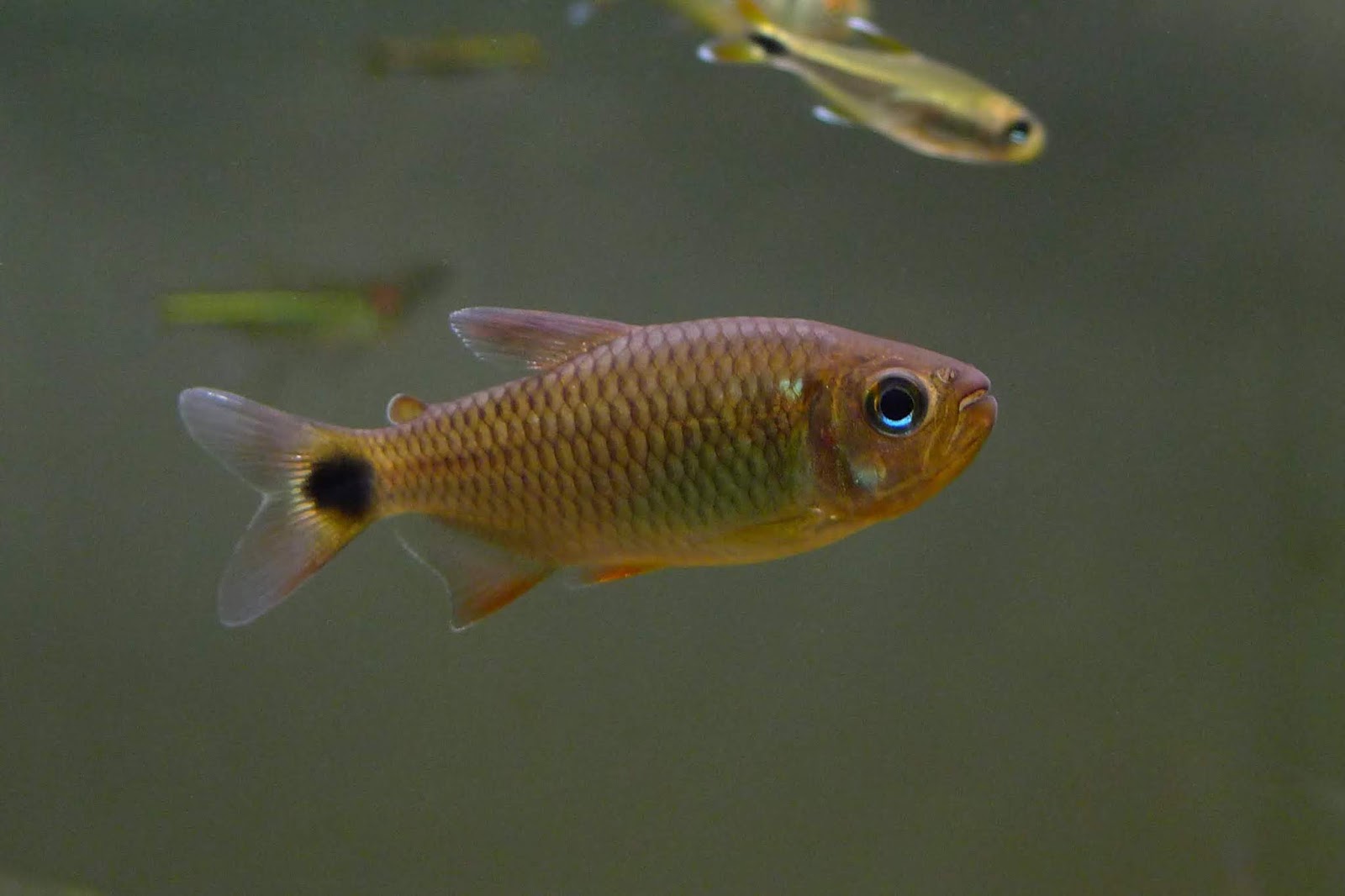 红翼黑点可卡灯 （Moenkhausia sp.）灯鱼饲养资料，图片