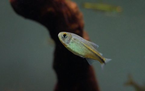 蓝带灯 （Hyphessobrycon sp. “blue ribbon”）灯鱼饲养资料，图片