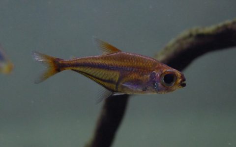 红水晶二线灯 （Heterocharax leptogrammus）灯鱼饲养资料，图片