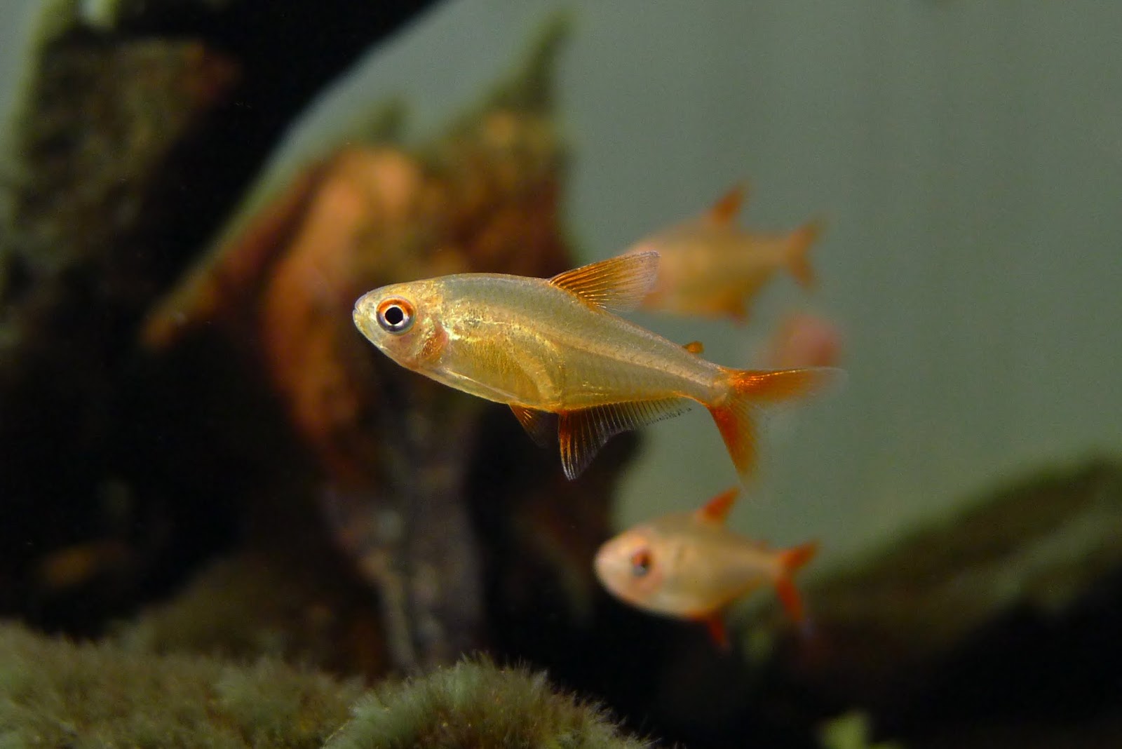 甜心柠檬灯 （Hyphessobrycon cf. pulchripinnis）灯鱼饲养资料，图片