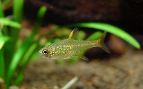 喷火灯II型 (Hyphessobrycon cf. amandae)灯鱼饲养资料，图片