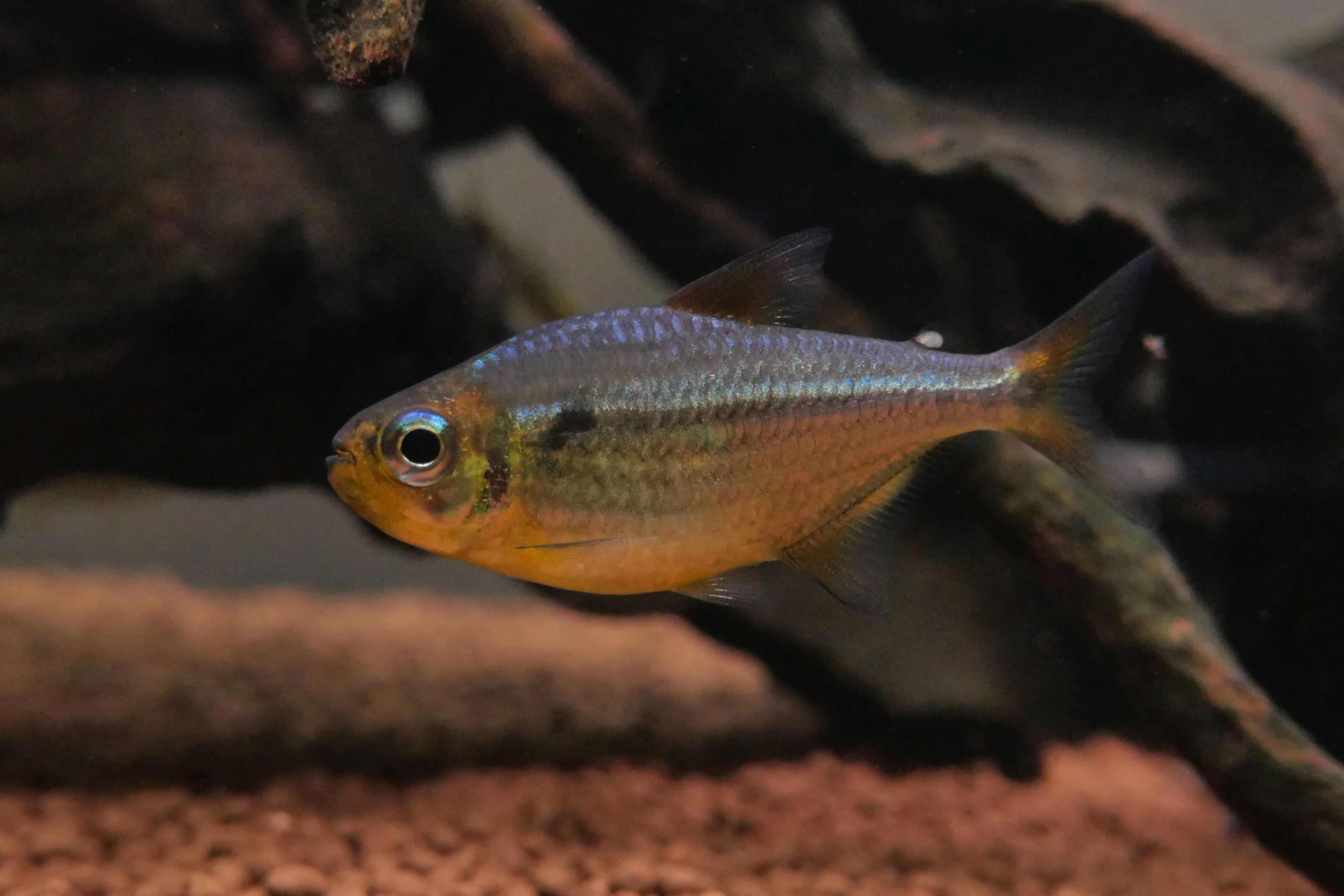 黄金可卡灯 (Moenkhausia sp. “yellow”)灯鱼饲养资料，图片