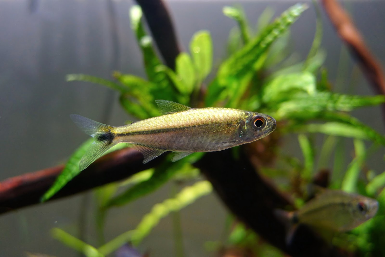 李维斯灯 （Hemigrammus levis）灯鱼饲养资料，图片