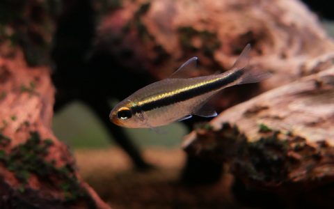 橘喉金线灯 （Hyphessobrycon vilmae “Rio Juruena”）灯鱼饲养资料，图片