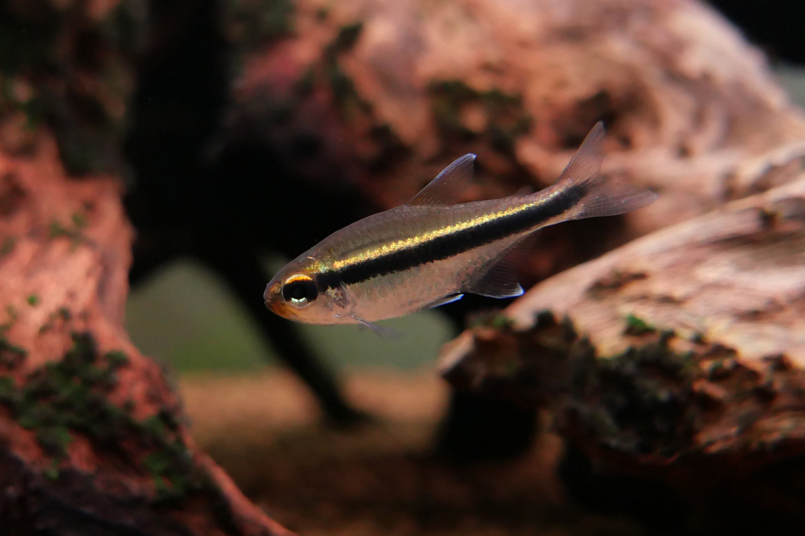 橘喉金线灯 （Hyphessobrycon vilmae “Rio Juruena”）灯鱼饲养资料，图片