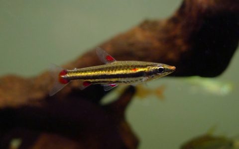三线铅笔灯 （Nannostomus trifasciatus）灯鱼饲养资料，图片