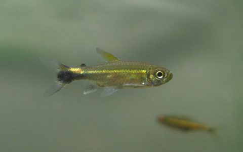 萤火虫灯 （Hemigrammus hyanuary）灯鱼饲养资料，图片