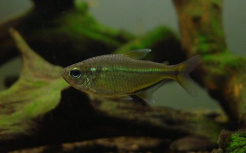 王子公主灯家族 (Species of Hemigrammus ulreyi)灯鱼饲养资料，图片