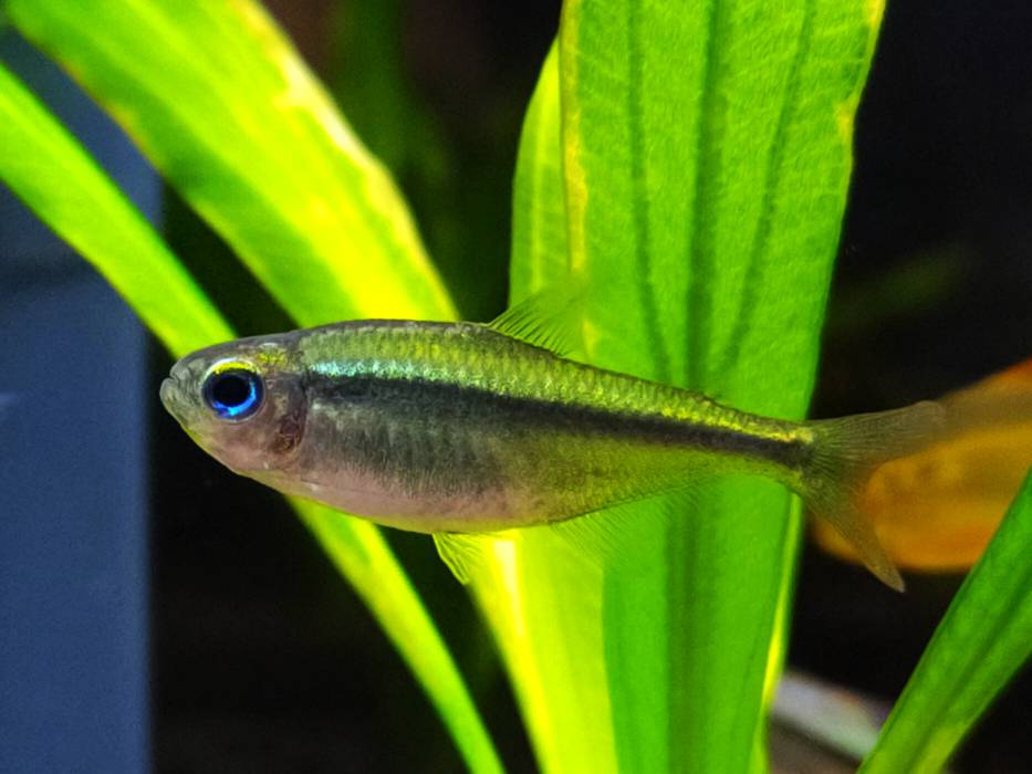 蓝眼翠绿魔鬼灯 （Hyphessobrycon psittacus）灯鱼饲养资料，图片