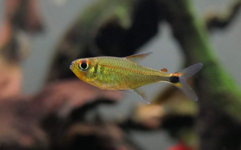 沃佩斯红线萤火虫灯 （Hyphessobrycon sp. Rio Vaupes）灯鱼饲养资料，图片
