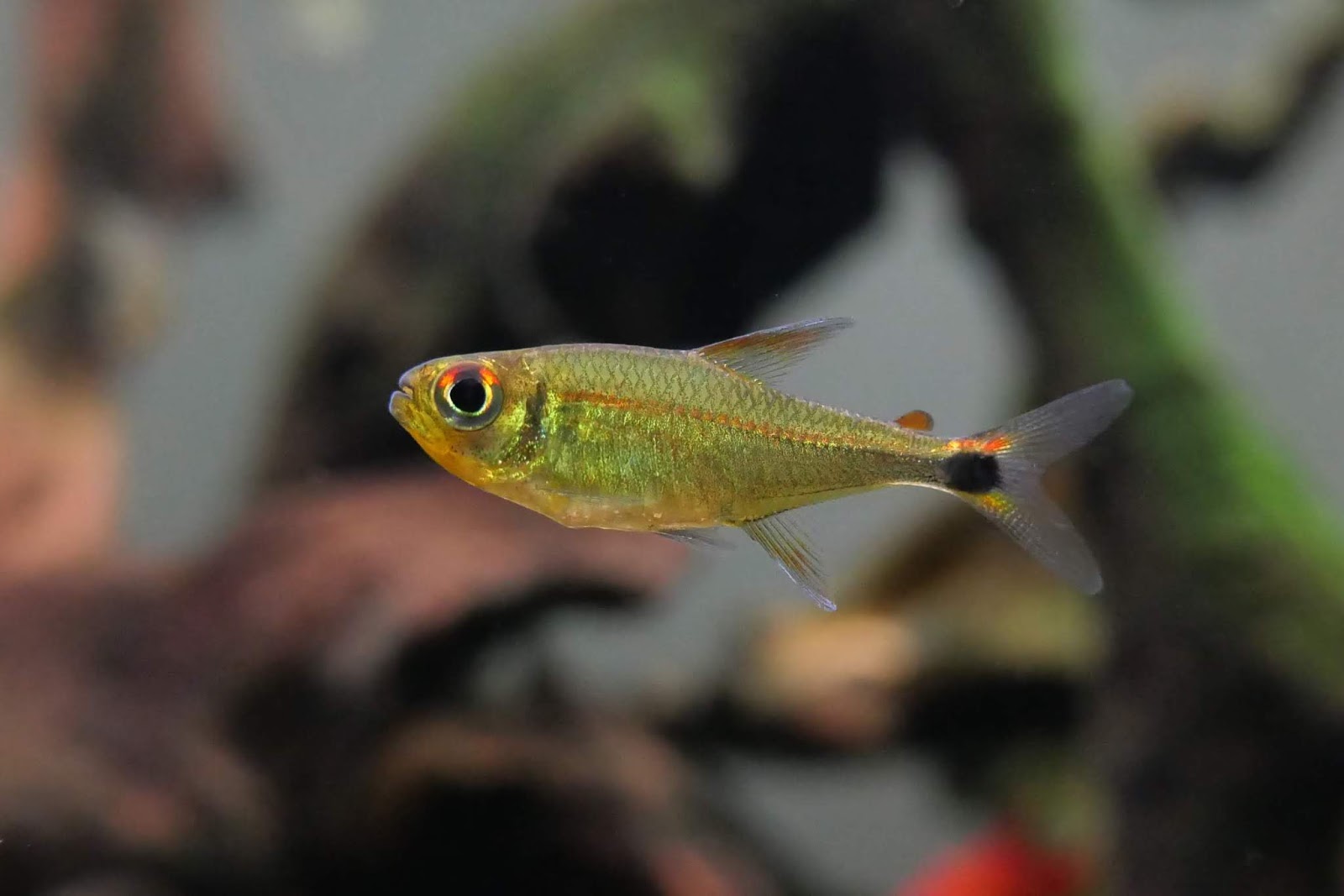 沃佩斯红线萤火虫灯 （Hyphessobrycon sp. Rio Vaupes）灯鱼饲养资料，图片