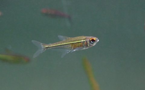 大目金线灯 （Hoplocharax goethei）灯鱼饲养资料，图片