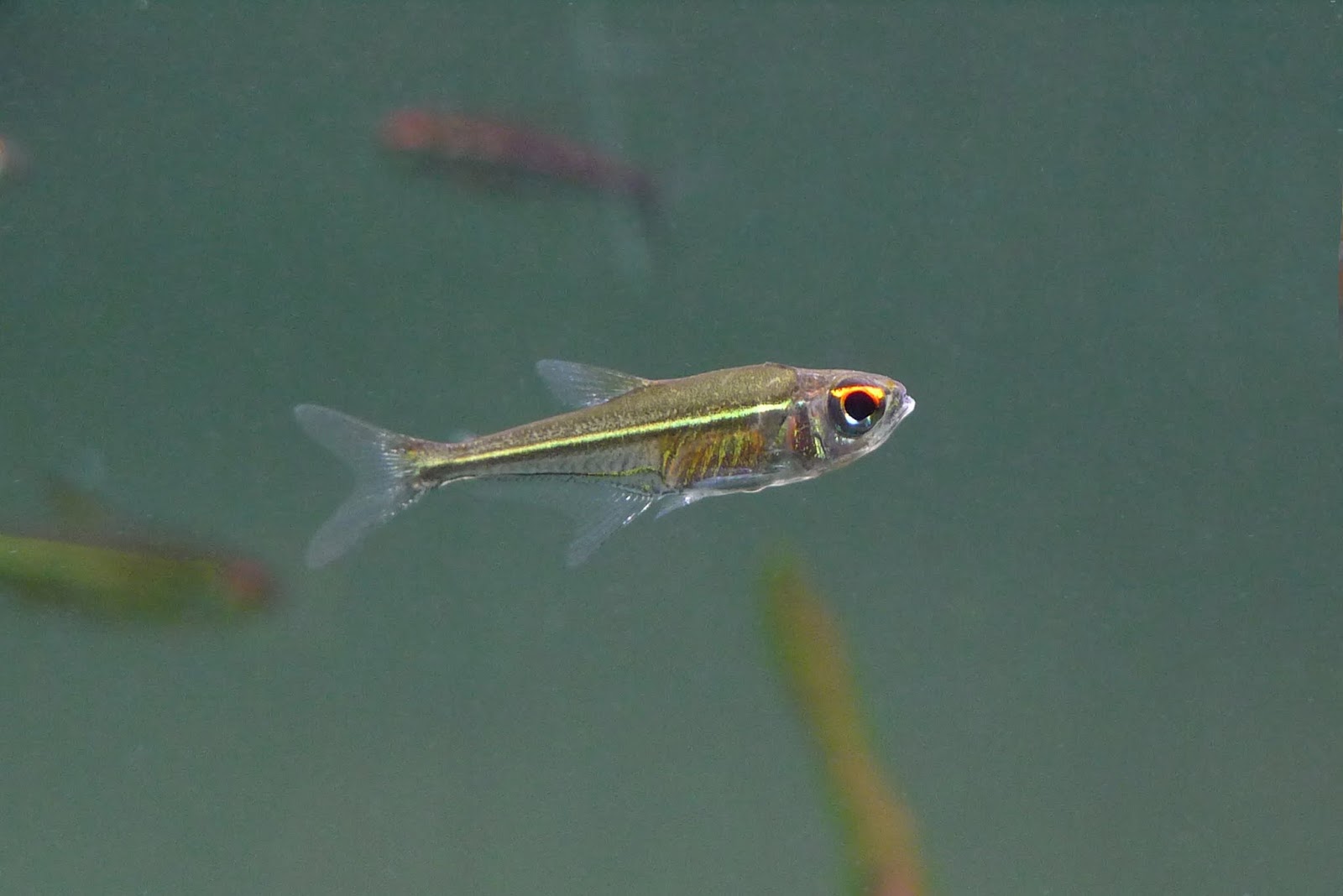 大目金线灯 （Hoplocharax goethei）灯鱼饲养资料，图片