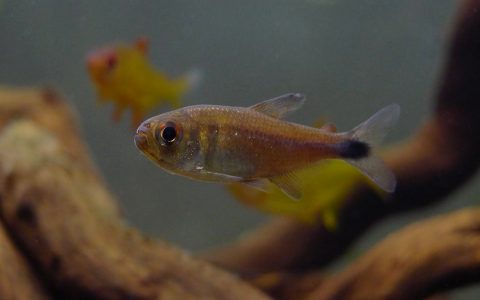 紫罗兰黑尾灯 （Hyphessobrycon frankei）灯鱼饲养资料，图片