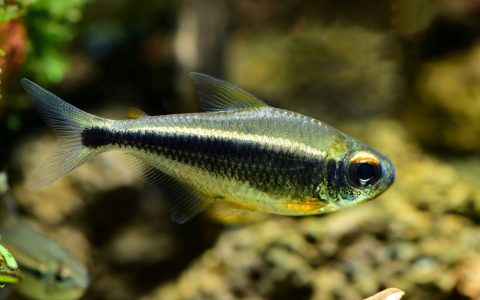 水灵灯 （Moenkhausia heikoi）灯鱼饲养资料，图片