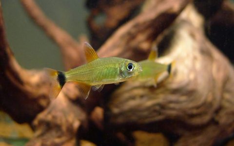 红翅琥珀灯 （Hemigrammus sp. from Alto Uaupesi, Colombia）灯鱼饲养资料，图片