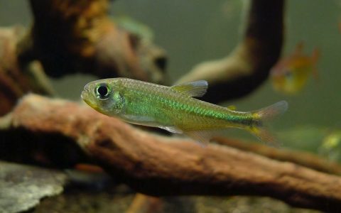 翡翠霓虹灯 （Characidae sp. “neon green”）灯鱼饲养资料，图片
