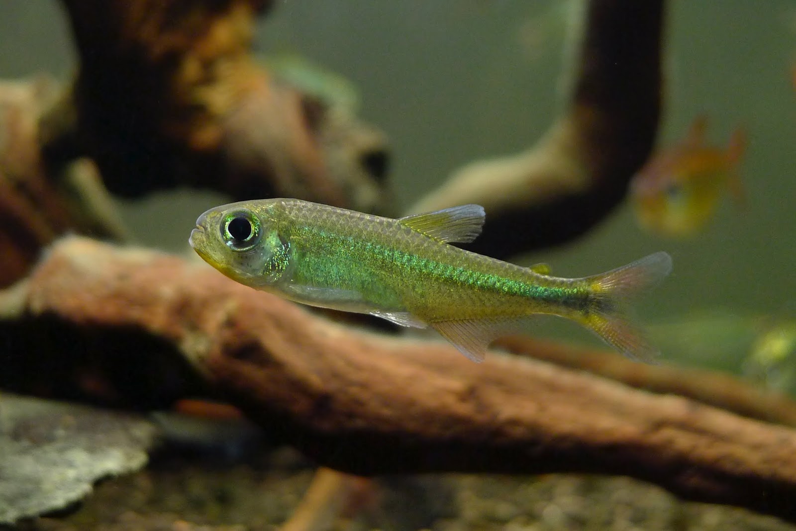 翡翠霓虹灯 （Characidae sp. “neon green”）灯鱼饲养资料，图片