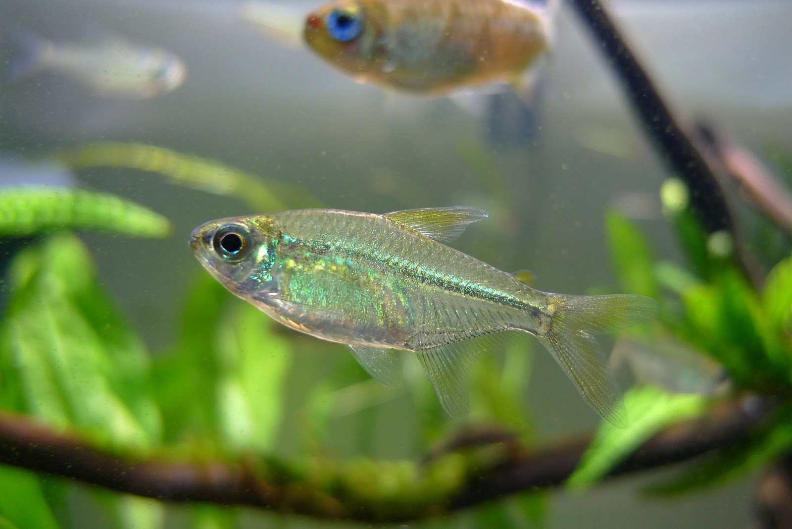 天才翠绿灯 （Hemigrammus sp.）灯鱼饲养资料，图片