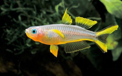 霓虹燕子 （Pseudomugil furcatus）灯鱼饲养资料，图片