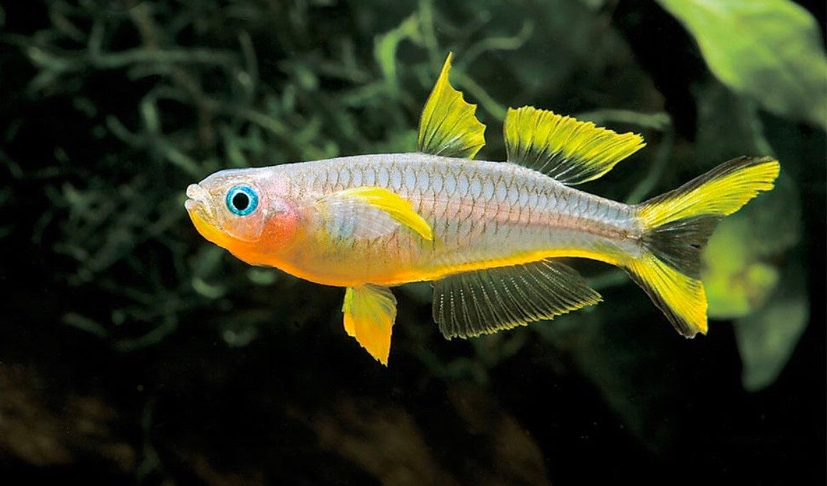 霓虹燕子 （Pseudomugil furcatus）灯鱼饲养资料，图片