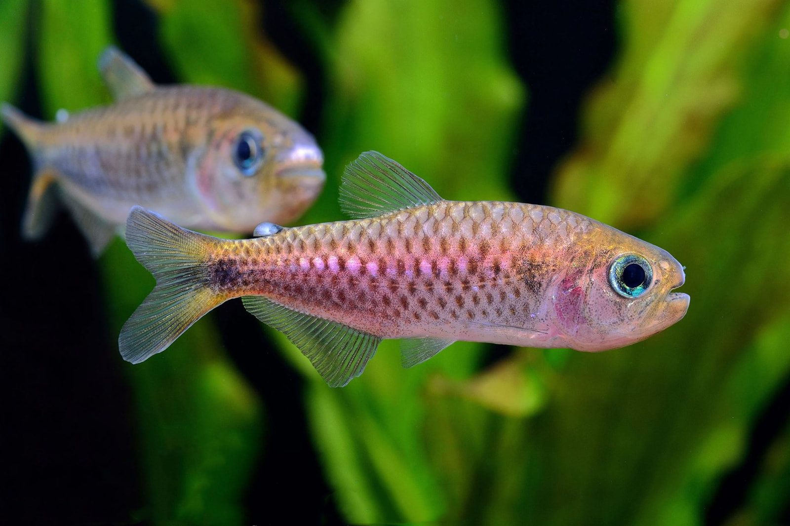 紫影翡翠可卡灯 （Moenkhausia chlorophthalma）灯鱼饲养资料，图片