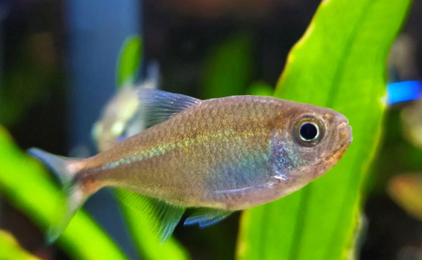 赤霞灯 （Moenkhausia sp.）灯鱼饲养资料，图片