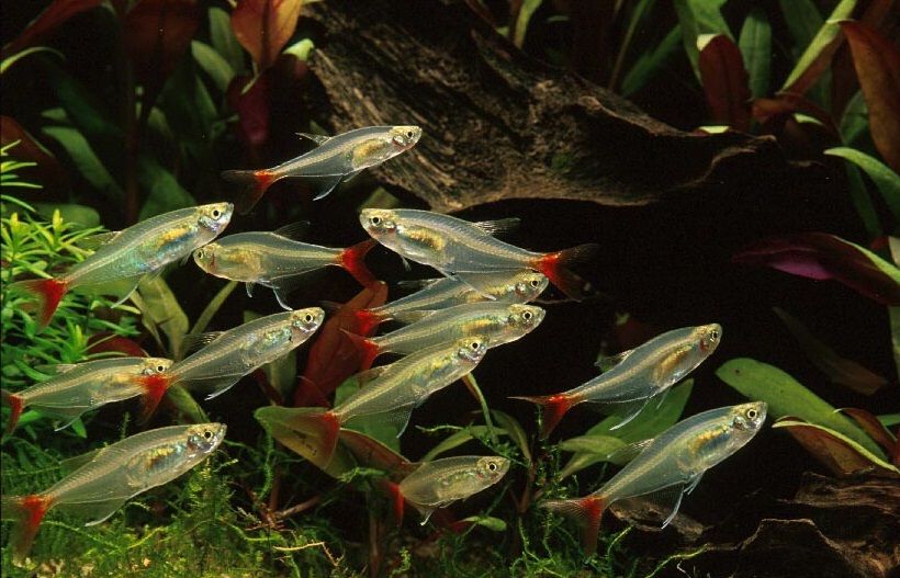 红尾玻璃鱼Prionobrama filigera饲养资料，图片