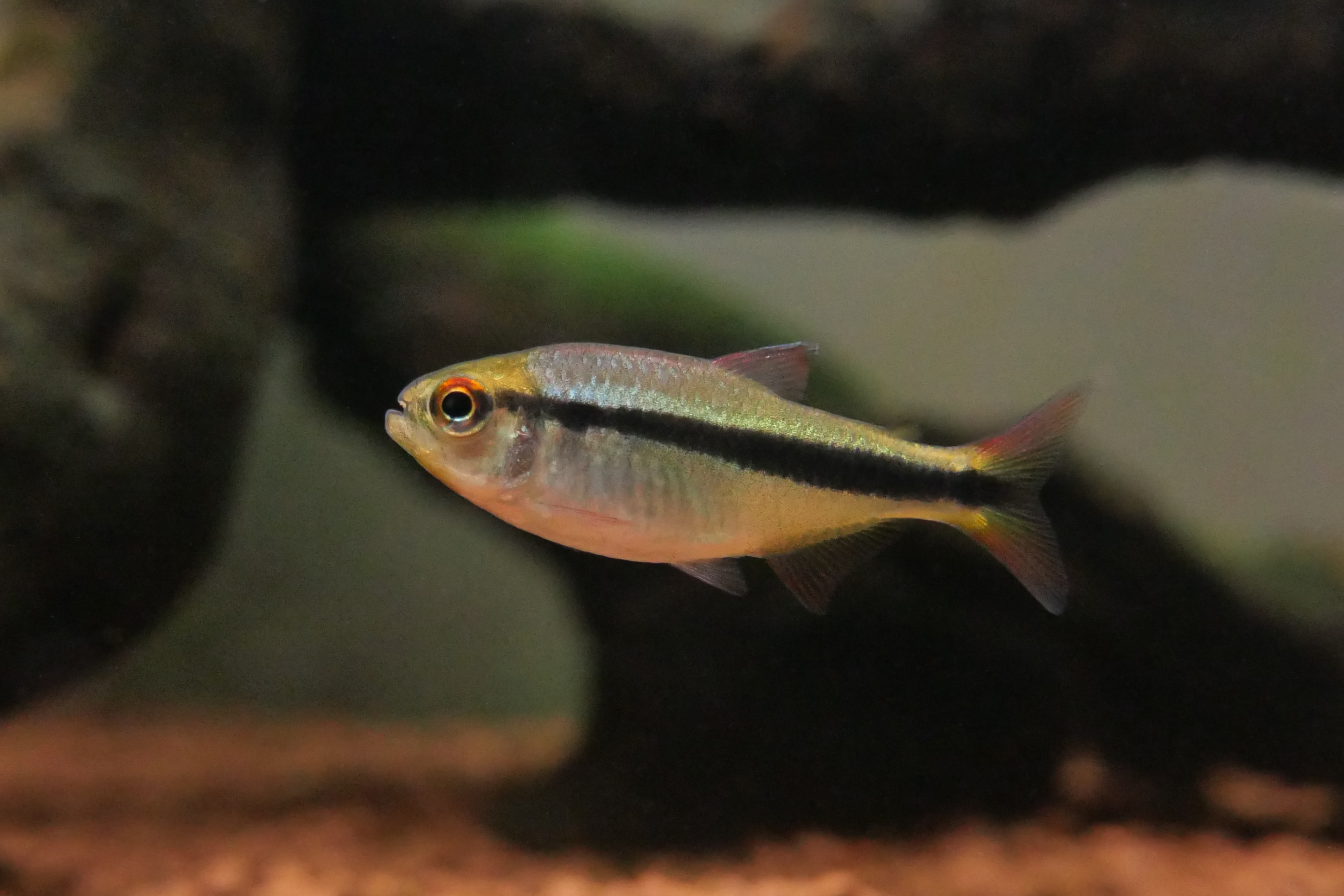 皇室青魔鬼灯 （Hyphessobrycon sp. “Imperial lapis tetra”）灯鱼饲养资料，图片