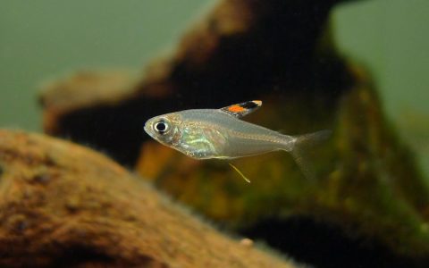 信号灯 （Moenkhausia hemigrammoides）灯鱼饲养资料，图片