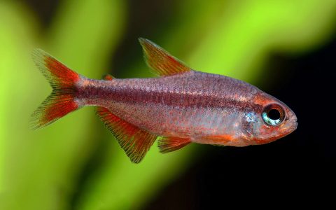 血红魔鬼灯 （Hyphessobrycon piranga）灯鱼饲养资料，图片