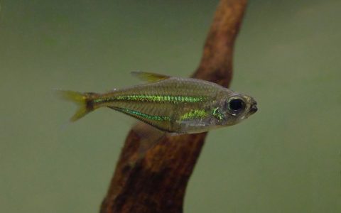 二线水晶灯 （Heterocharax virgulatus）灯鱼饲养资料，图片