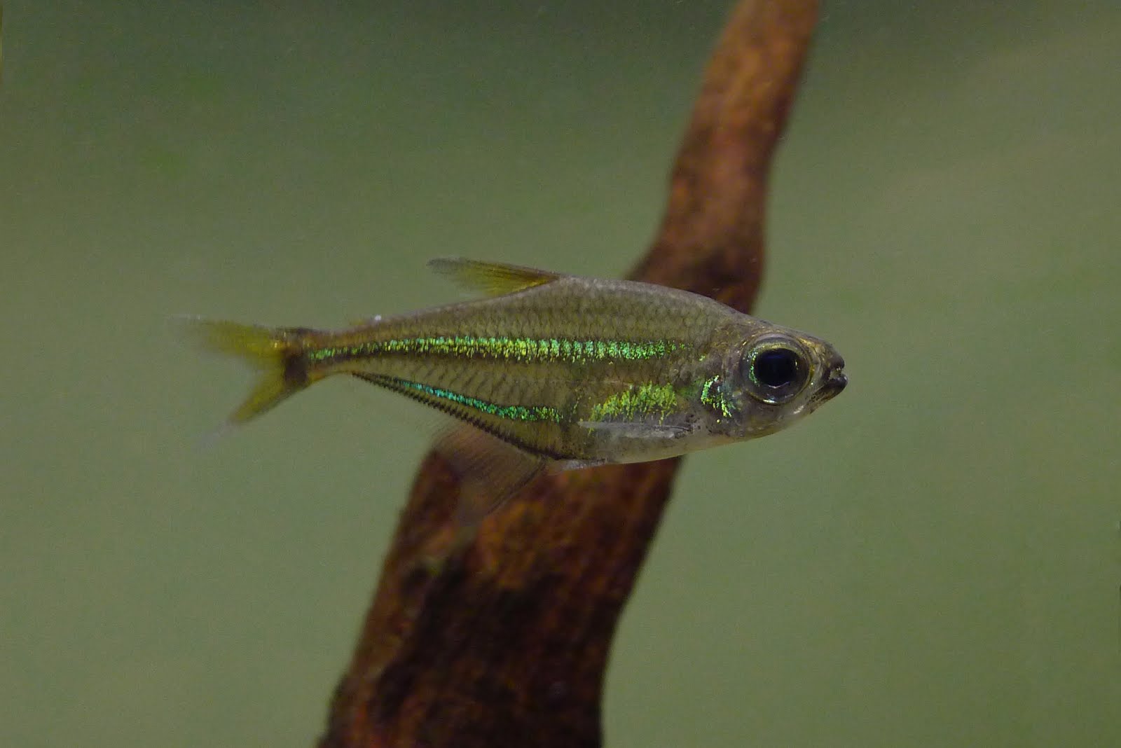 二线水晶灯 （Heterocharax virgulatus）灯鱼饲养资料，图片