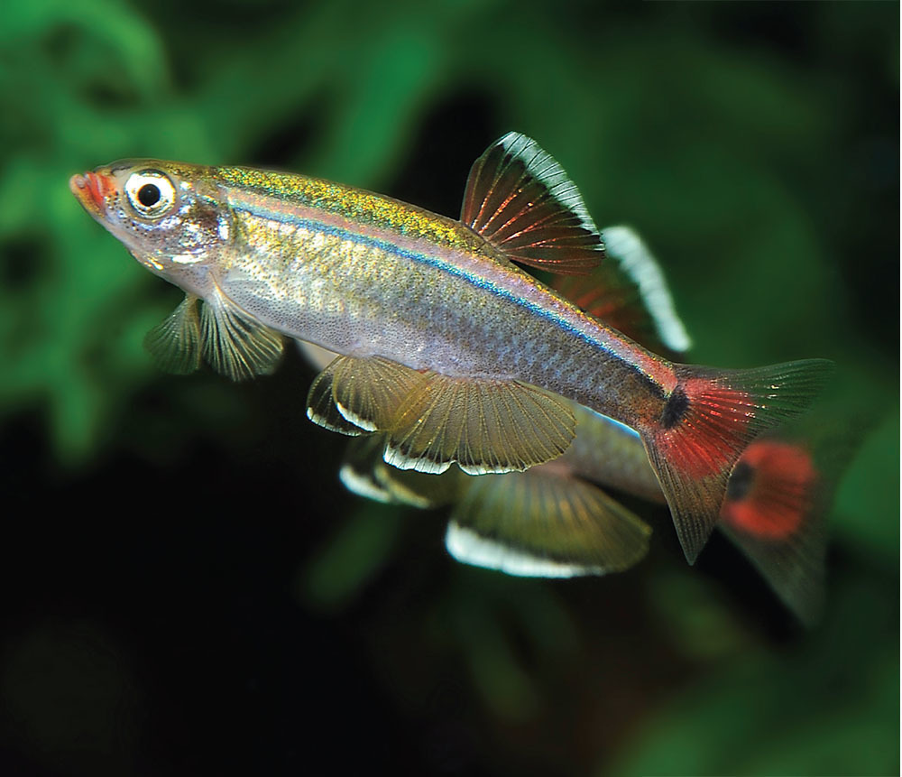 白云金丝鱼Tanichthys albonubes饲养资料、图片
