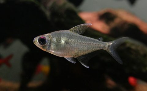 红目公主灯 (Characidae sp. “burning eye”)灯鱼饲养资料，图片