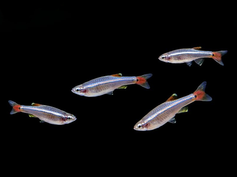 白云金丝鱼Tanichthys albonubes饲养资料、图片