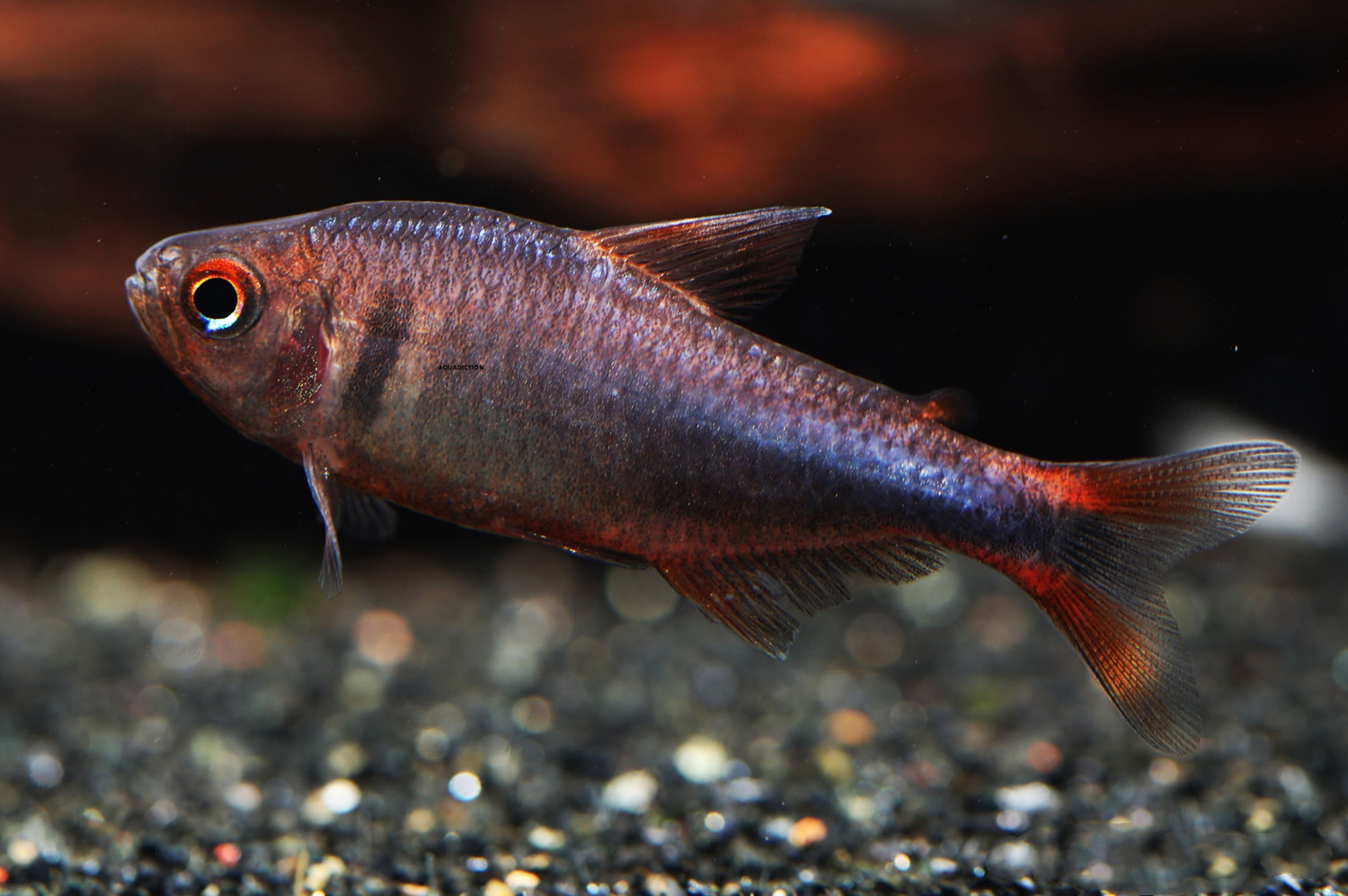 蓝钻红梅灯 （Hyphessobrycon wadai）灯鱼饲养资料，图片