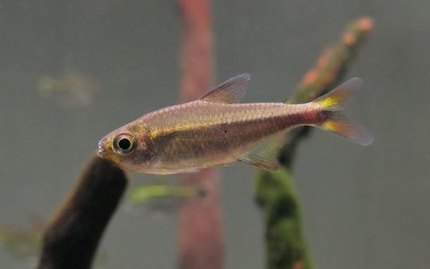 哥伦比亚紫腹洛卡灯 （Hyphessobrycon cf. agulha）灯鱼饲养资料，图片