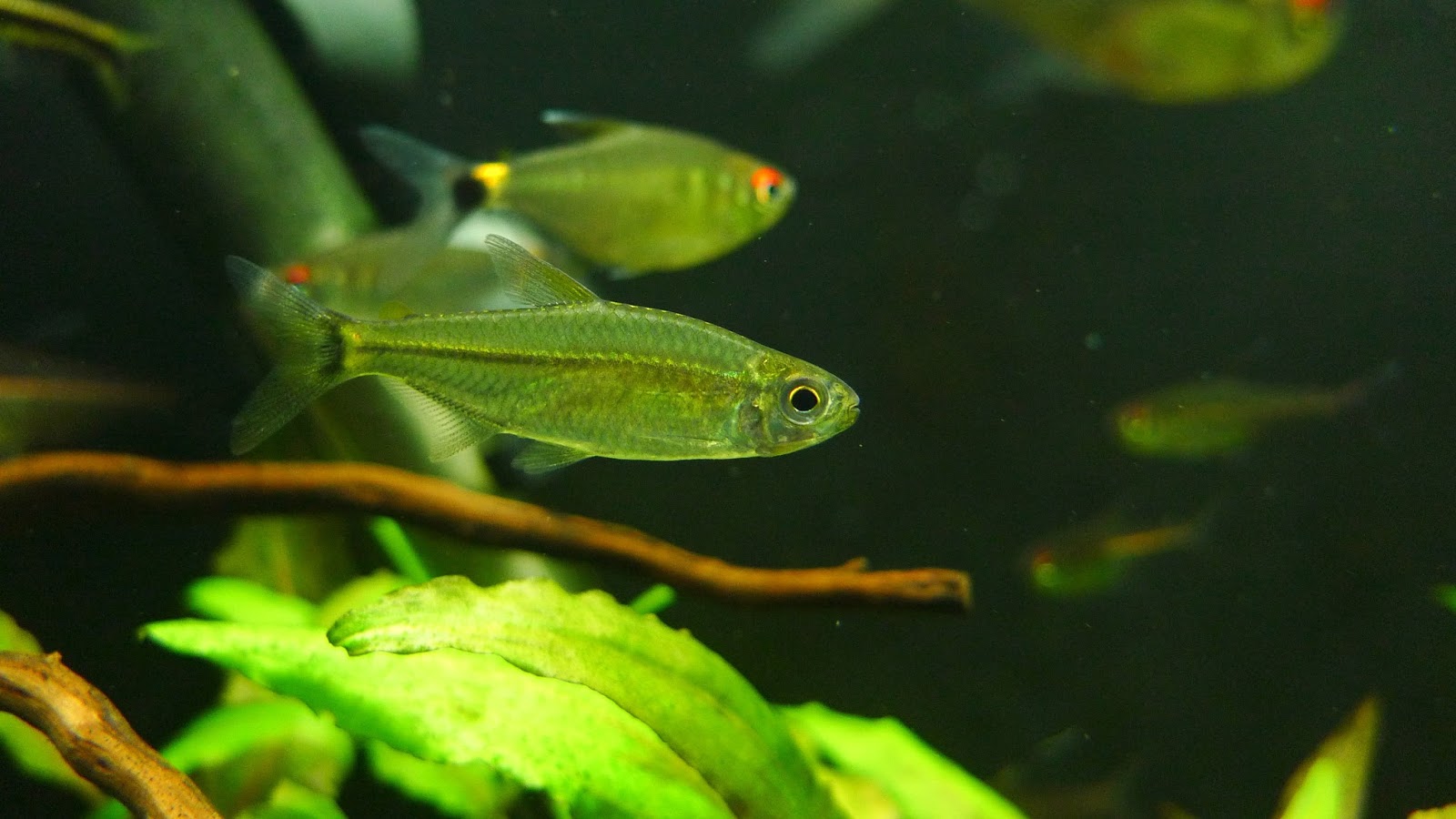 李维斯灯 （Hemigrammus levis）灯鱼饲养资料，图片